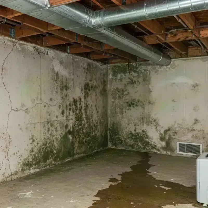 Professional Mold Removal in Spencer, WV